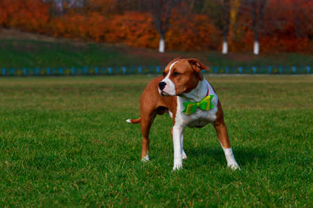 Dog breed Staffordshire Terrier stand on the green grassの写真素材