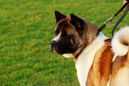 Portrait of a dog American Akita close upの写真素材