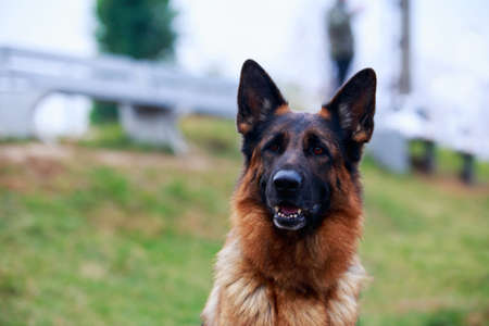 Portrait of dog breed German Shepherd a close-up