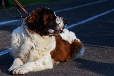 Dog breed St. Bernard lying on an asphalt path
