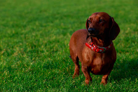 The dog breed dachshund stands on green grass
