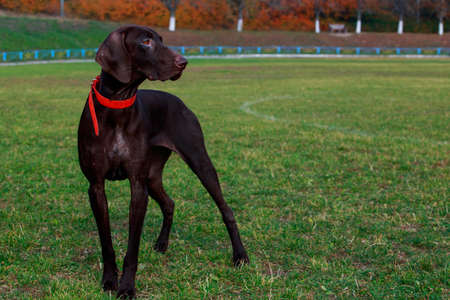 The dog breed Kurzhaar is standing on green grass