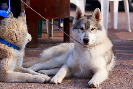 Two dogs of Siberian Husky breed are lying on the asphalt path