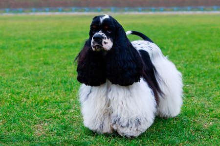 Dog American Cocker Spaniel breed stands in the park