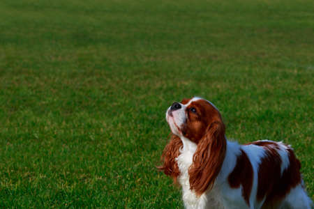 Dog breed Cavalier King Charles Spaniel a close-up on green backgroundの写真素材