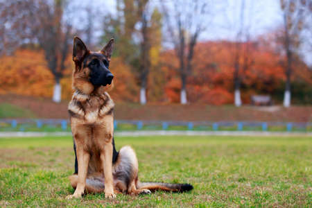 Dog breed German Shepherd is sitting on a green grass in the parkの写真素材