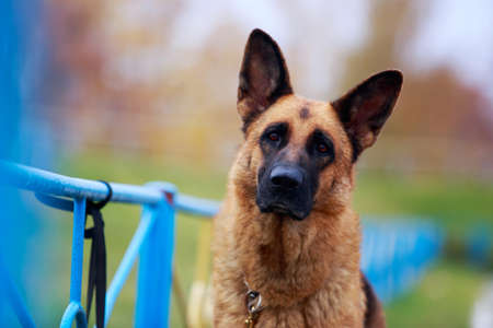 Portrait of dog breed German Shepherd a close-upの写真素材