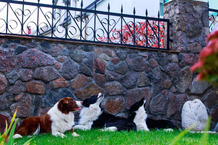 Three dogs of breed Border Collie in a garden on green grassの写真素材