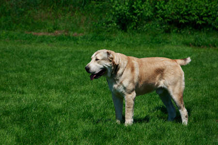 Dog breed Alabai is standing on the green grass