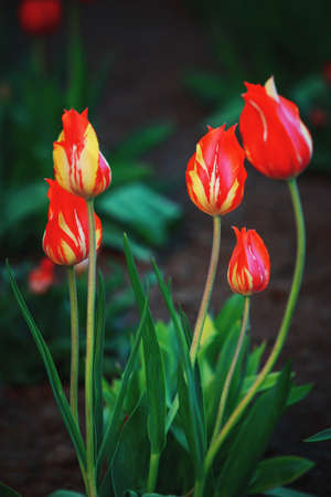 Beautiful red-yellow tulips growing in a flowerbedの写真素材