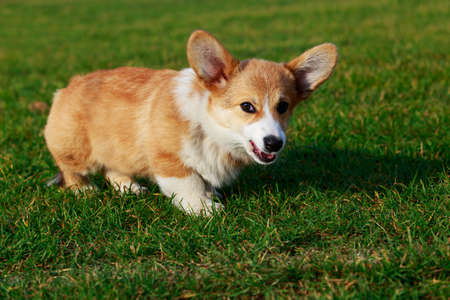Little young puppy breed Welsh Corgi Pembroke standing on the green grassの写真素材