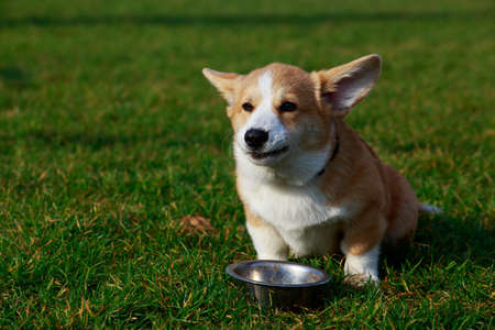 Little young puppy breed Welsh Corgi Pembroke sitting on the green grass and eatsの写真素材