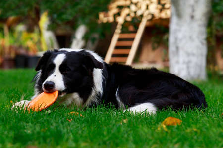 Dog breed Border Collie is lying down on green grass
