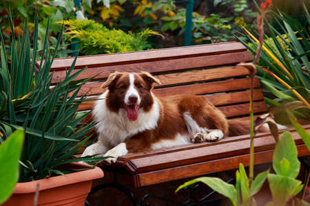 Dog Border Collie lying in a garden on the benchの写真素材