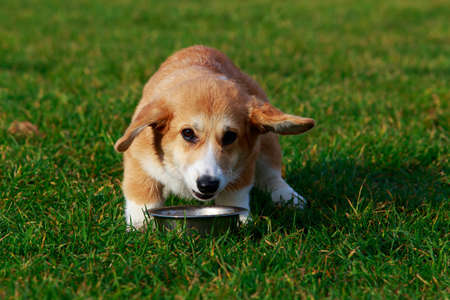 Little young puppy breed Welsh Corgi Pembroke sitting on the green grass and eatsの写真素材