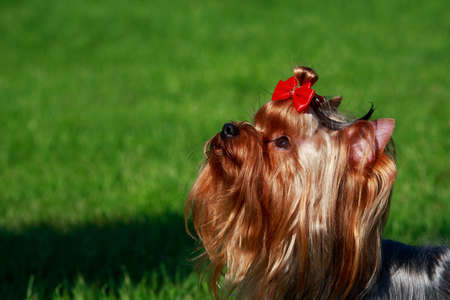 The dog breed Yorkshire Terrier a close-upの写真素材