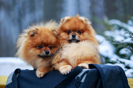 Two dogs breed pomeranian spitz sit in a bagの写真素材