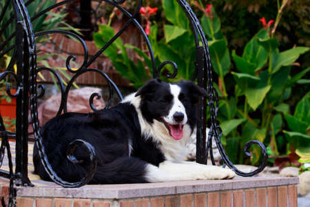 Dog Border Collie lying in a gardenの写真素材