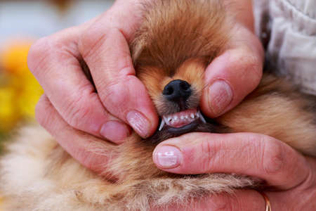 Demonstration of the teeth a small puppy breed Pomeranian Spitzの写真素材