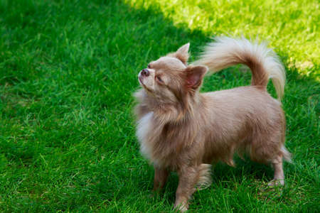 Dog breed chihuahua on a background of green grassの写真素材