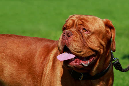 Dog breed French Mastiff closeup on a background of green grass