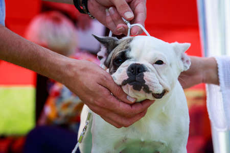Dog breed French Bulldog the close-up on a deskの写真素材