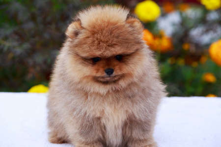 Small dog breed Pomeranian Spitz sits on a background of flowersの写真素材