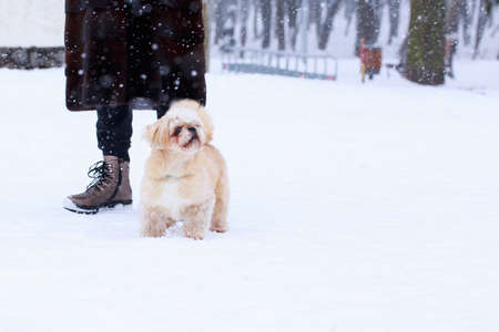 Russian colored lap dog on white snowの写真素材
