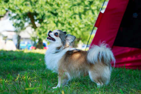 Dog breed chihuahua on a background of green grassの写真素材