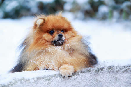The portrait small dog breed Pomeranian Spitzの写真素材