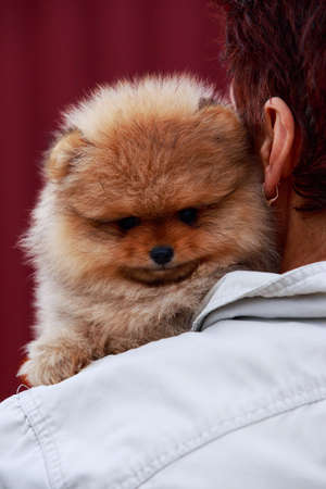 Small dog breed Pomeranian Spitz on the shoulderの写真素材