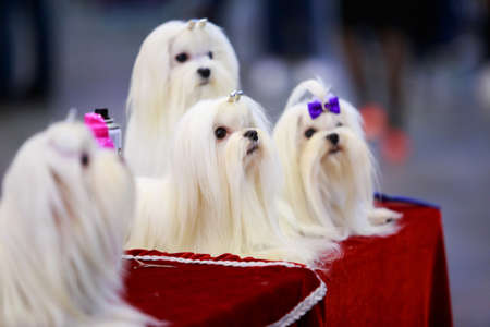 Four dogs of breed Maltese on the table