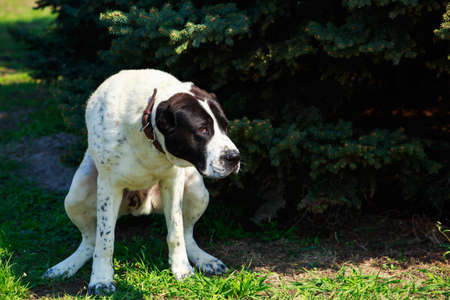 Dog breed Alabai sits on the grass