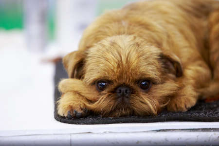 Portrait of a Belgian Griffon breed dog close upの写真素材