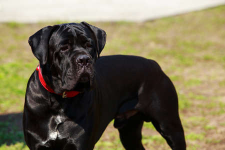The dog breed Italiano Cane Corso close-upの写真素材