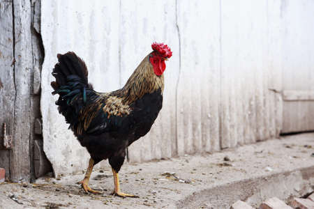 Big beautiful domestic cock walks in the yard