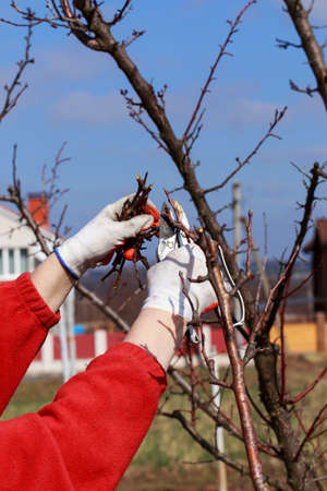 Spring pruning of fruit tree with garden shears