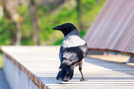 The young beautiful crow close up outdoors