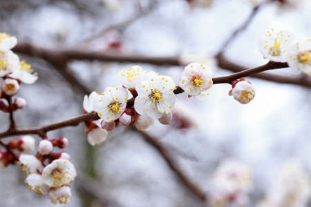 Beautiful flowering of the apricot tree in early spring