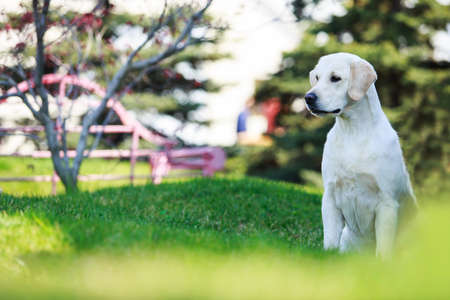 The dog breed Golden retriever on a green grassの写真素材