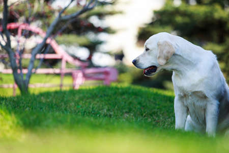 The dog breed Golden retriever on a green grassの写真素材