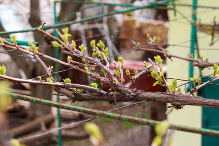 young sprout of grapes on a blurred background