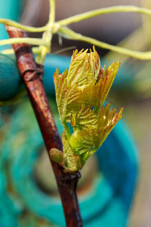 young sprout of grapes on a blurred backgroundの写真素材