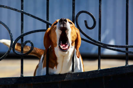 Dog breed Beagle barking behind metal wrought fenceの写真素材