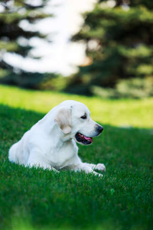 The dog breed Golden retriever on a green grassの写真素材