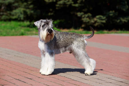 Dog breed Miniature Schnauzer close up on the pavementの写真素材