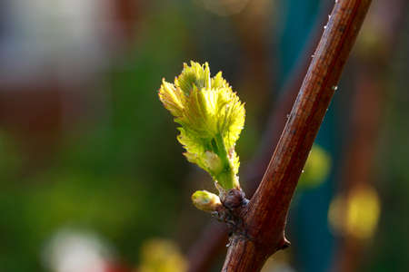 young sprout of grapes on a blurred backgroundの写真素材
