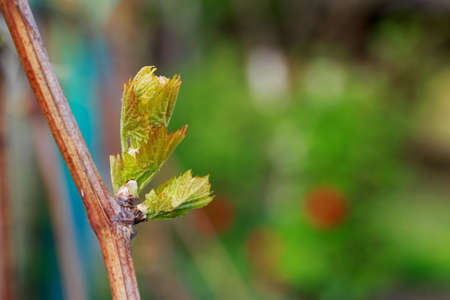 young sprout of grapes on a blurred background