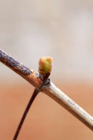 young sprout of grapes on a blurred backgroundの写真素材