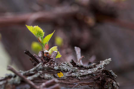 young sprout of grapes on a blurred backgroundの写真素材